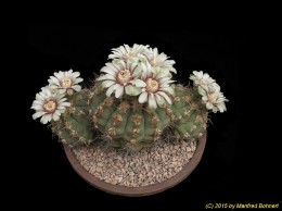 Gymnocalycium nigriareolatum 157